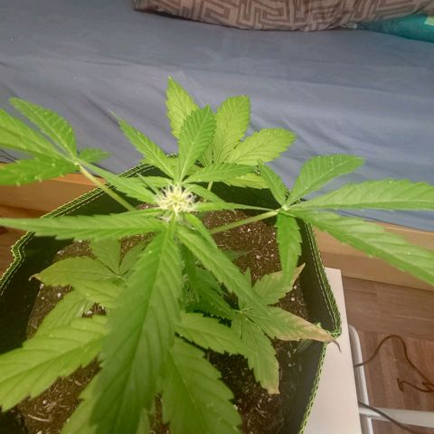 Auto White Widow growlog photo: Seit heute mit LED Beleuchtung 
