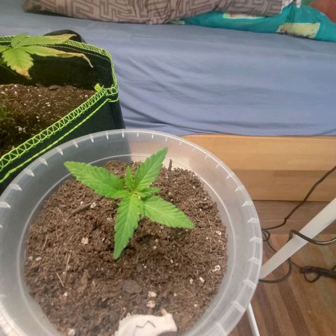 Watermelon Automatic growlog photo: LIGHTNING Basic 150W Pflanzenlampe - 3500K heißt die neue Led noch ohne Zelt .. eins nach dem anderen 😅