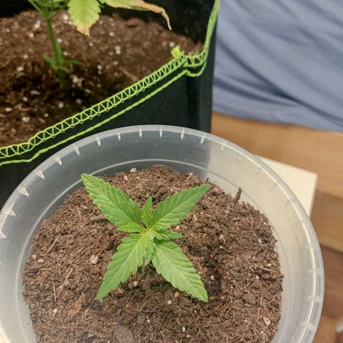 Watermelon Automatic growlog photo: LIGHTNING Basic 150W Pflanzenlampe - 3500K heißt die neue Led noch ohne Zelt .. eins nach dem anderen 😅