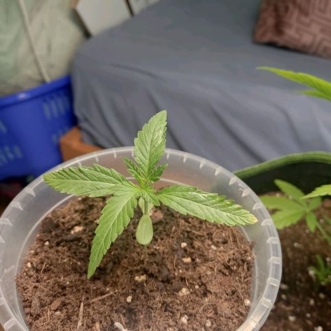 North Thunderfuck Auto growlog timeline photo