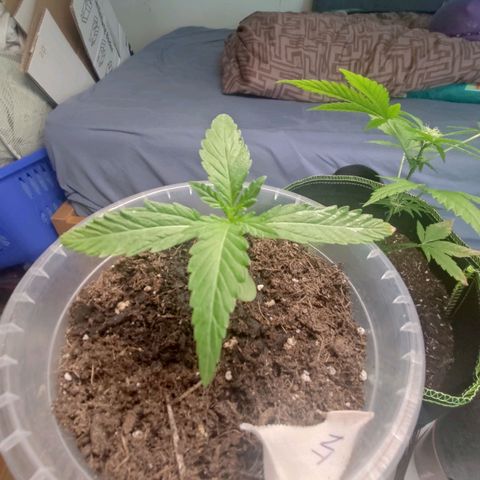 North Thunderfuck Auto growlog timeline photo