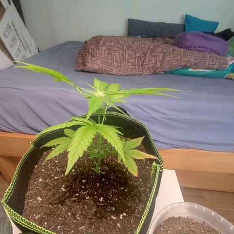 Auto White Widow growlog timeline photo