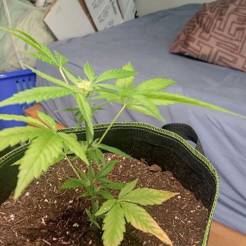 Auto White Widow growlog timeline photo