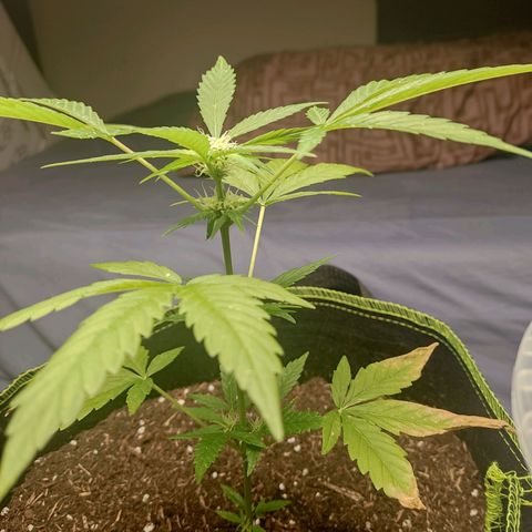 Auto White Widow growlog timeline photo