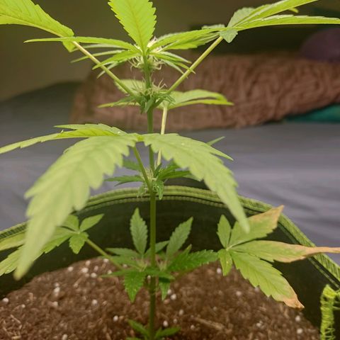 Auto White Widow growlog timeline photo