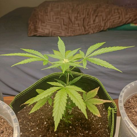 Auto White Widow growlog timeline photo