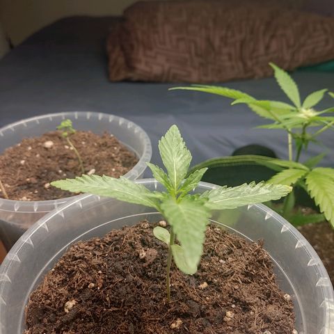 North Thunderfuck Auto growlog timeline photo