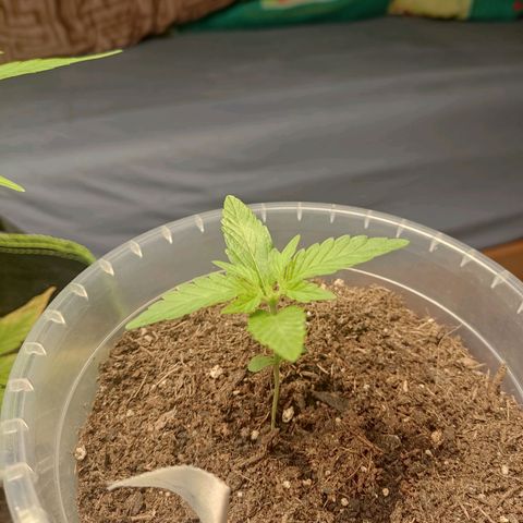 Watermelon Automatic growlog timeline photo