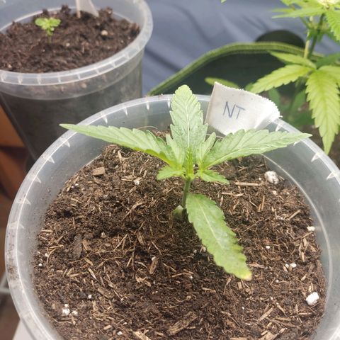 North Thunderfuck Auto growlog timeline photo
