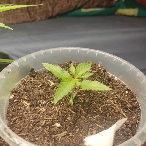 Watermelon Automatic growlog timeline photo