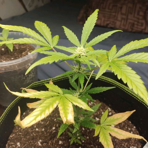 Auto White Widow growlog timeline photo