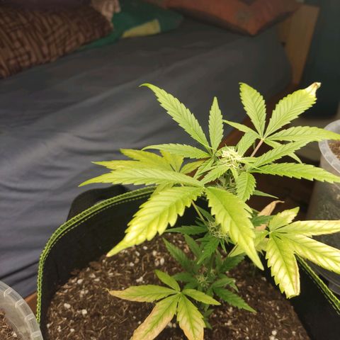 Auto White Widow growlog timeline photo