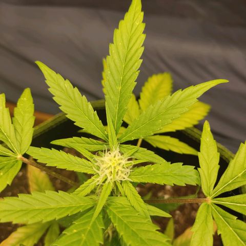 Auto White Widow growlog timeline photo