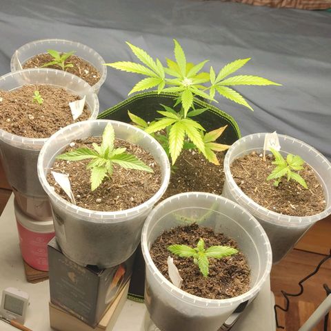 Watermelon Automatic growlog timeline photo