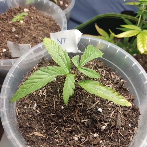 North Thunderfuck Auto growlog timeline photo