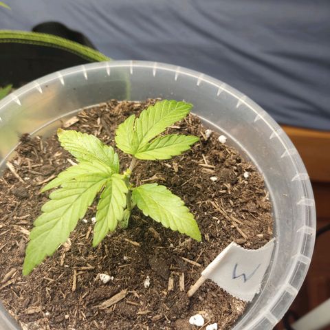 Watermelon Automatic growlog timeline photo