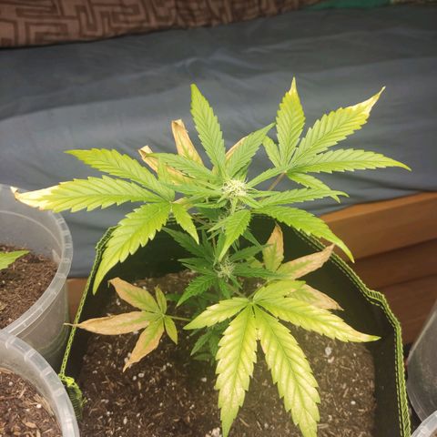 Auto White Widow growlog timeline photo