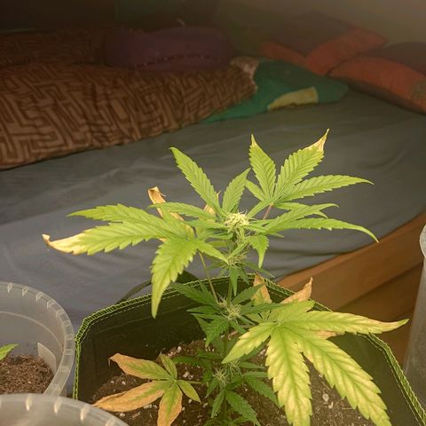 Auto White Widow growlog timeline photo