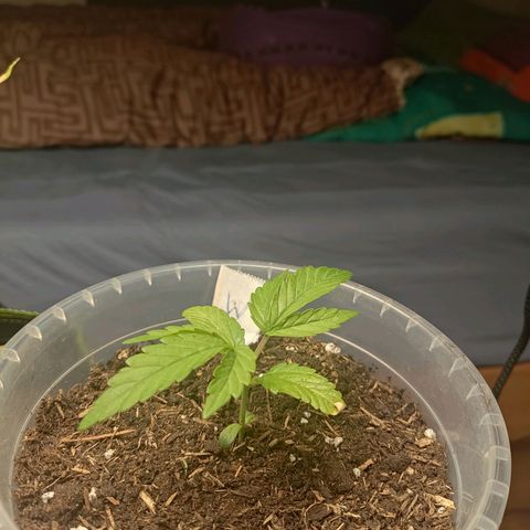 Watermelon Automatic growlog timeline photo
