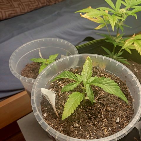 North Thunderfuck Auto growlog timeline photo