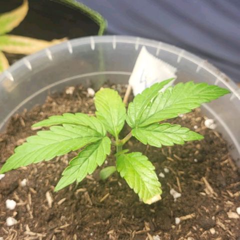 Watermelon Automatic growlog timeline photo