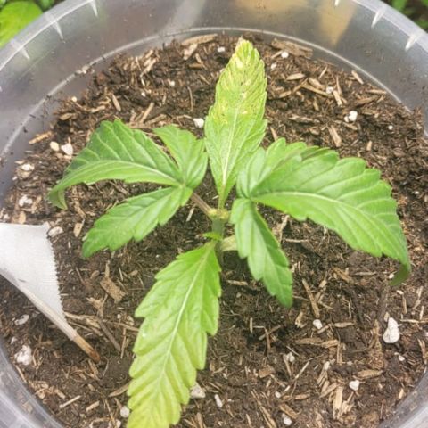 North Thunderfuck Auto growlog timeline photo