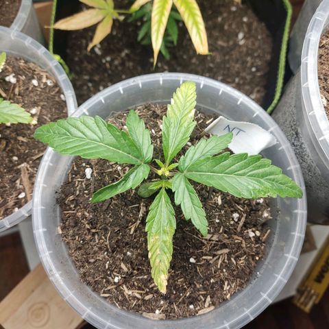 North Thunderfuck Auto growlog timeline photo