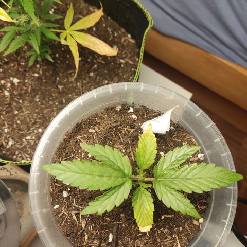 Watermelon Automatic growlog timeline photo
