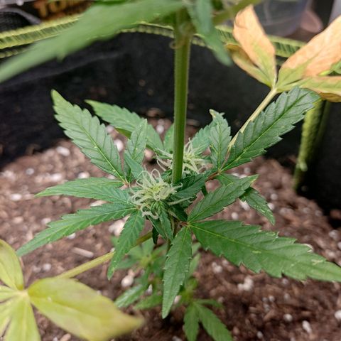 Auto White Widow growlog timeline photo
