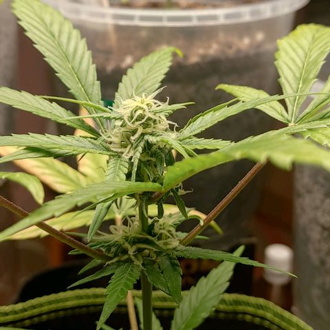 Auto White Widow growlog timeline photo