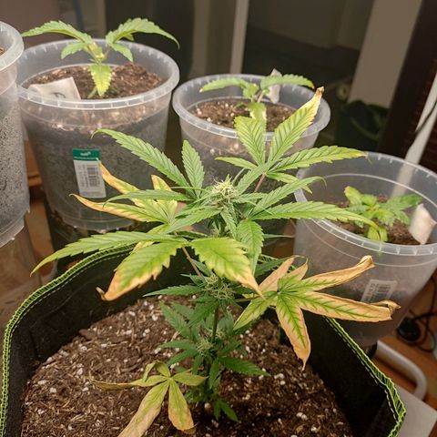 Auto White Widow growlog timeline photo