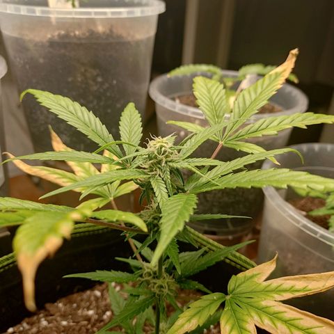 Auto White Widow growlog timeline photo