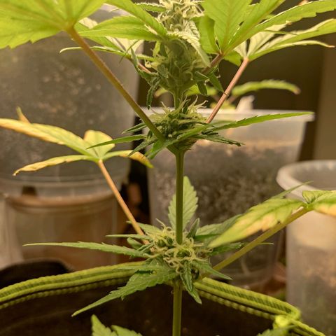 Auto White Widow growlog timeline photo