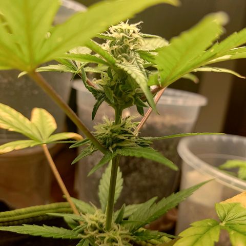 Auto White Widow growlog timeline photo