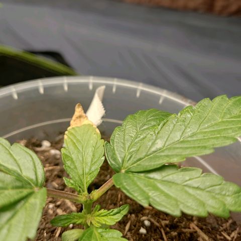Watermelon Automatic growlog timeline photo