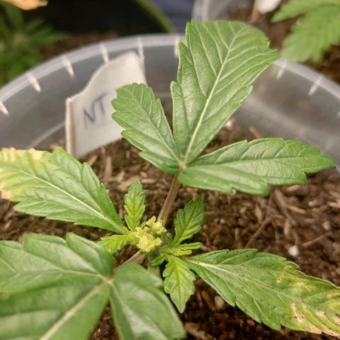 North Thunderfuck Auto growlog timeline photo