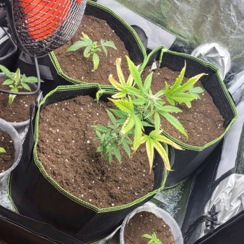 Watermelon Automatic growlog photo: Die kleinen in große Schuhe umgetopft und endlich ist das grow setup komplett 🎉
