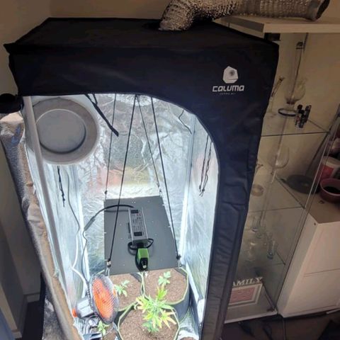 Watermelon Automatic growlog timeline photo