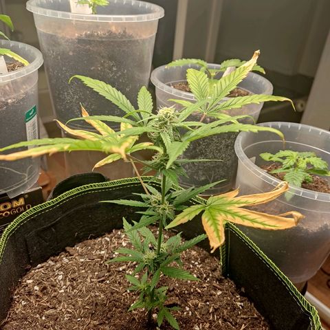 Auto White Widow growlog timeline photo