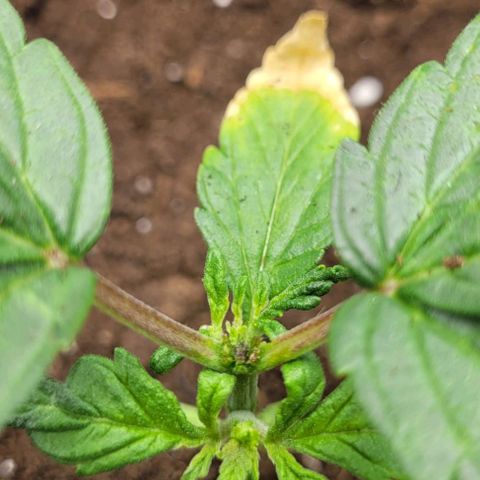 Watermelon Automatic growlog photo: Zu hart getoppt -.-