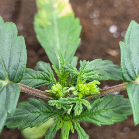 North Thunderfuck Auto growlog timeline photo