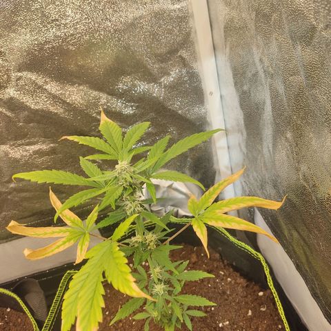 Auto White Widow growlog timeline photo