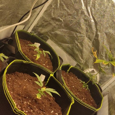 Watermelon Automatic growlog timeline photo