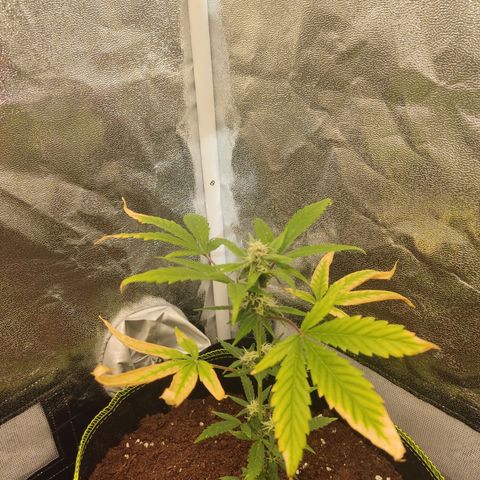 Auto White Widow growlog timeline photo