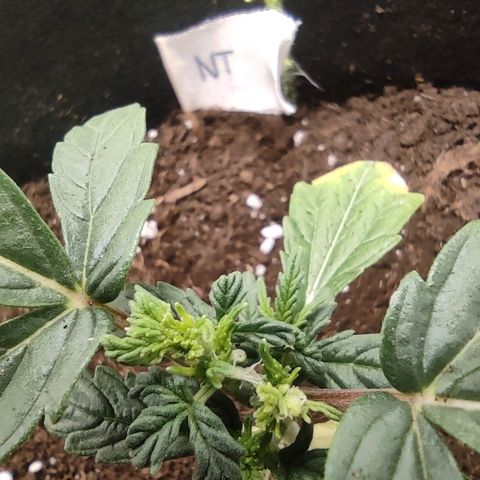 North Thunderfuck Auto growlog timeline photo
