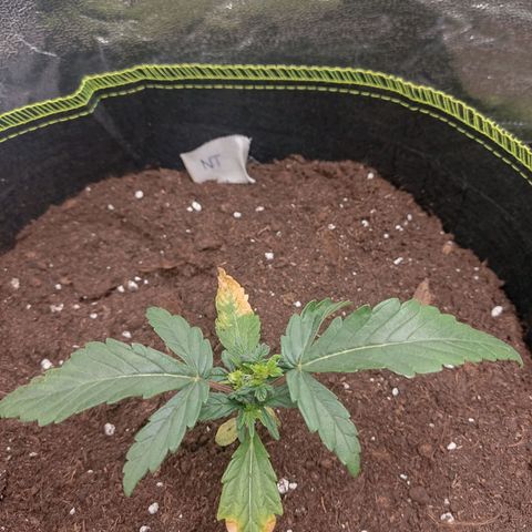 North Thunderfuck Auto growlog timeline photo