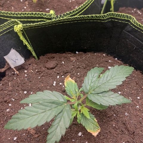 Watermelon Automatic growlog timeline photo
