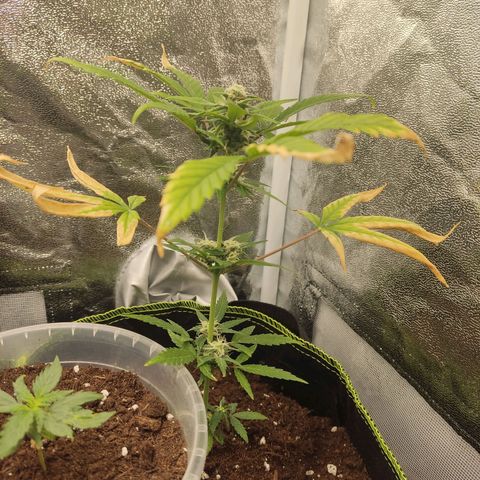 Auto White Widow growlog timeline photo