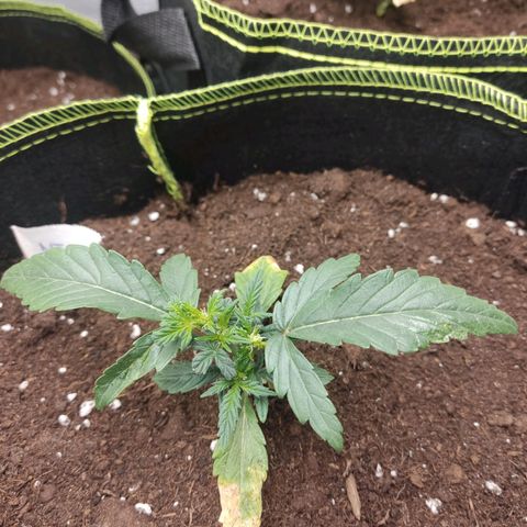 North Thunderfuck Auto growlog timeline photo