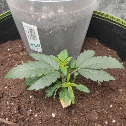 Watermelon Automatic growlog timeline photo